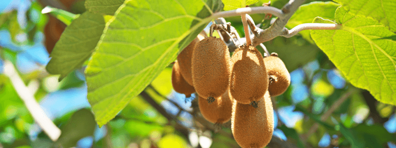 Kiwifruit Extract (Skin)
