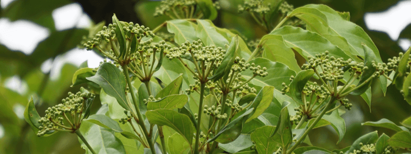 Phellodendron Amurense Extract (bark)