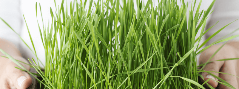 Wheat Grass